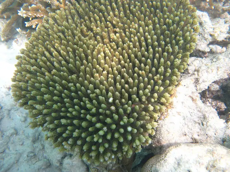 Koloni karang bercabang Acropora millepora.