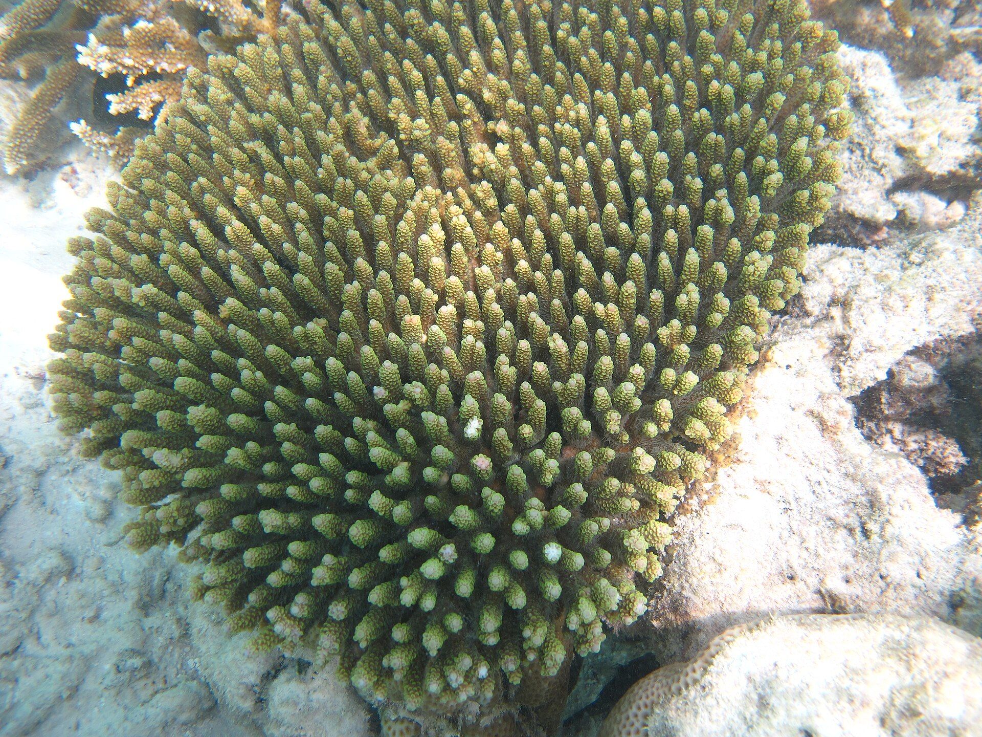 Koloni karang bercabang Acropora millepora.
