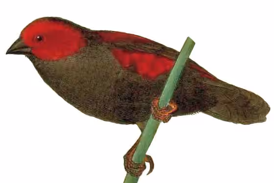Ilustrasi Cryptospiza jacksoni