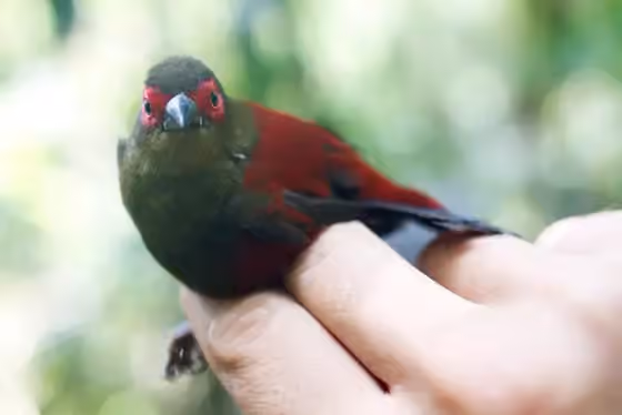 Dokumentasi Cryptospiza reichenovii