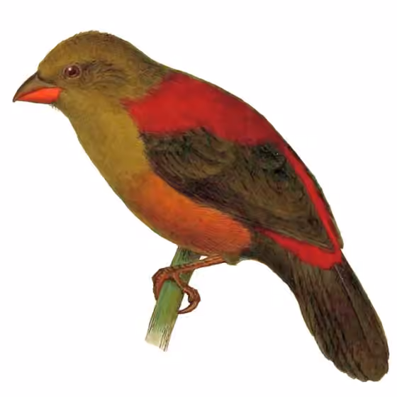 Ilustrasi Cryptospiza shelleyi