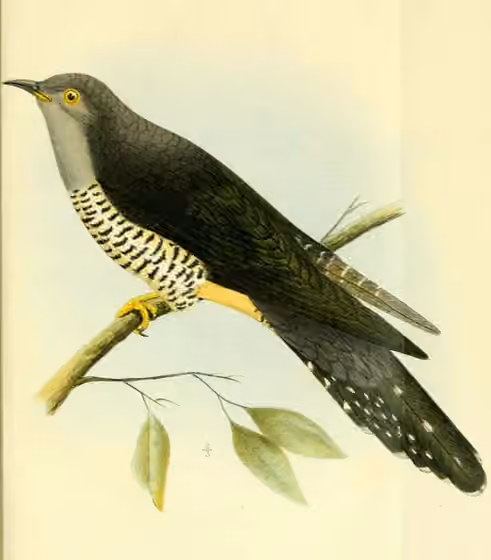 Ilustrasi Cuculus rochii