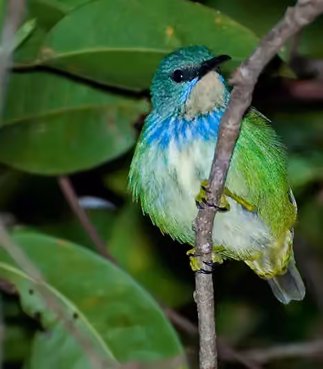 Dokumentasi Cyanerpes lucidus