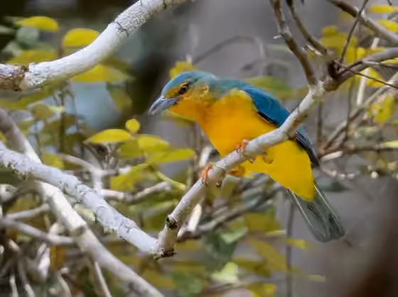 Dokumentasi Cyanicterus cyanicterus