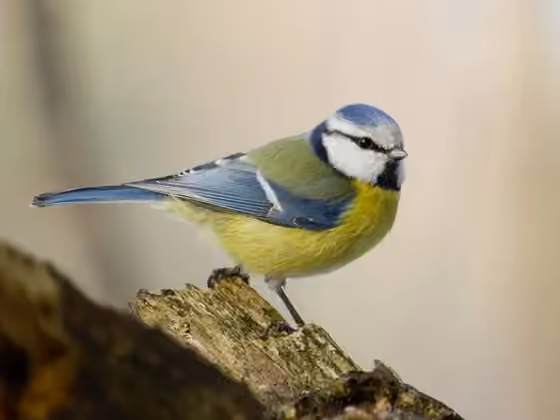 Dokumentasi Cyanistes caeruleus