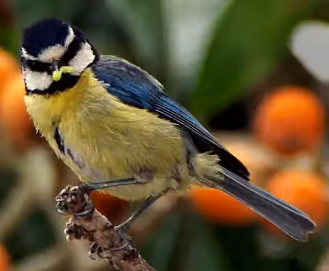 Dokumentasi Cyanistes teneriffae