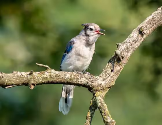 Dokumentasi Cyanocitta cristata