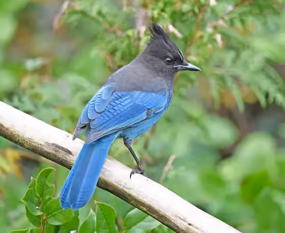 Dokumentasi Cyanocitta stelleri
