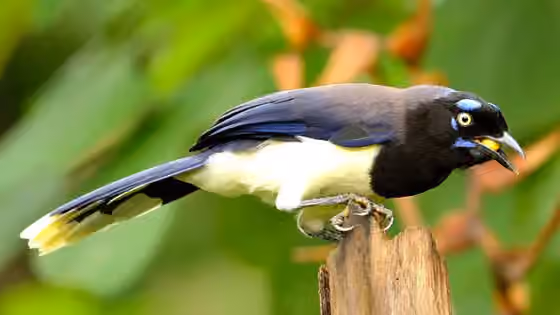 Dokumentasi Cyanocorax affinis