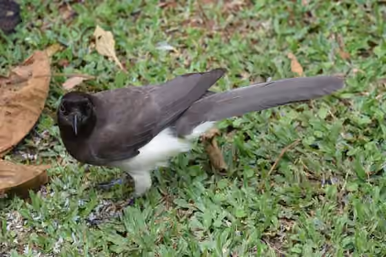 Dokumentasi Cyanocorax morio