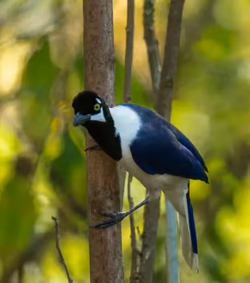 Dokumentasi Cyanocorax mystacalis