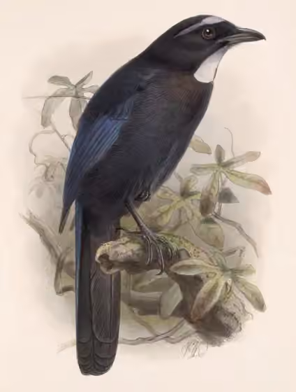 Ilustrasi Cyanolyca argentigula