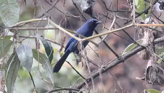 Dokumentasi Cyanolyca pumilo