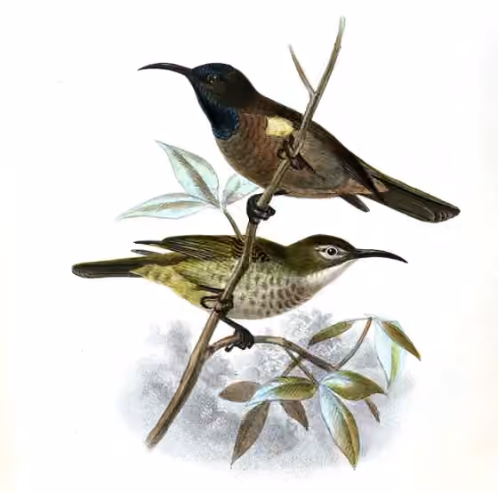 Pelat ilustrasi Cyanomitra cyanolaema dengan beberapa figur burung