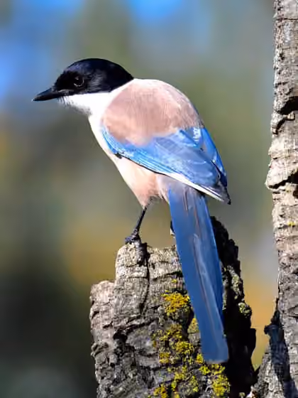 Dokumentasi Cyanopica cooki