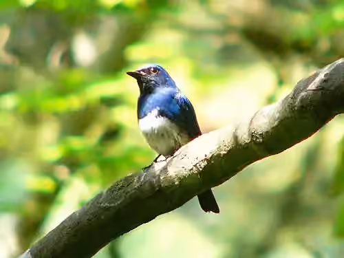 Dokumentasi Cyanoptila cyanomelana