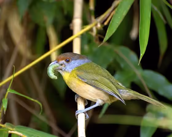 Dokumentasi Cyclarhis gujanensis