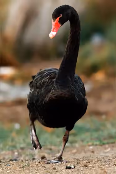 Dokumentasi Cygnus atratus