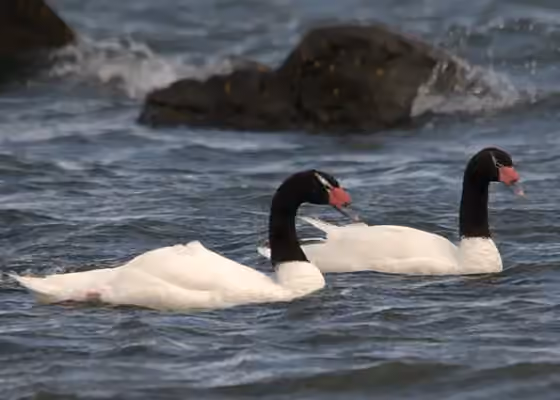Dokumentasi Cygnus melancoryphus