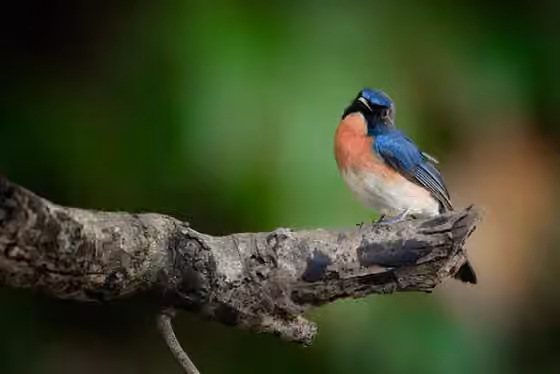 Dokumentasi Cyornis rufigastra