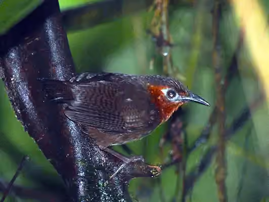 Dokumentasi Cyphorhinus phaeocephalus