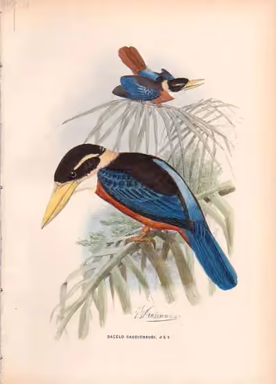 Ilustrasi Dacelo gaudichaud
