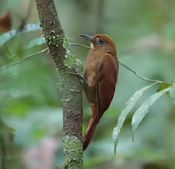 Dokumentasi Dendrocincla merula