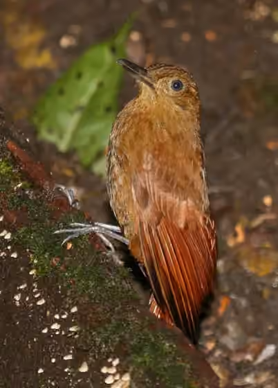 Dokumentasi Dendrocincla tyrannina