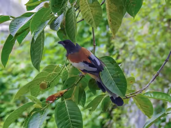 Dokumentasi Dendrocitta vagabunda