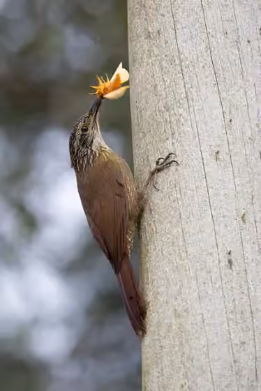 Dokumentasi Dendrocolaptes platyrostris