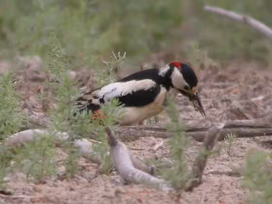 Dokumentasi Dendrocopos leucopterus