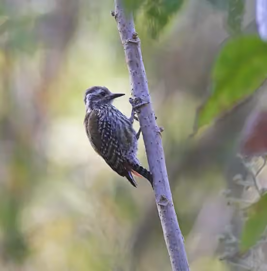Dokumentasi Dendropicos abyssinicus