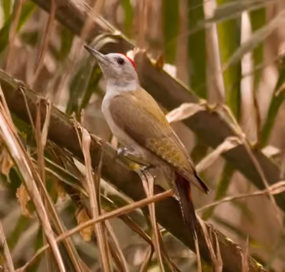 Dokumentasi Dendropicos goertae