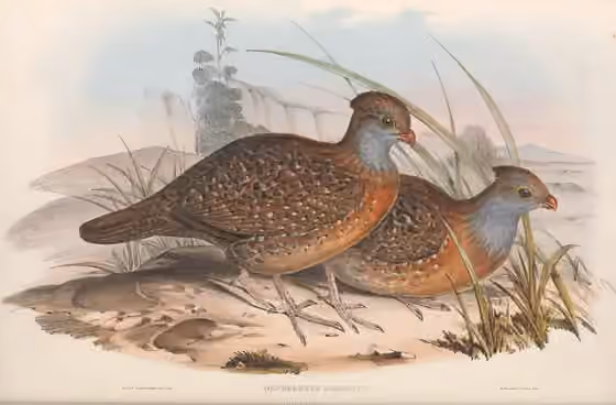 Ilustrasi Dendrortyx barbatus