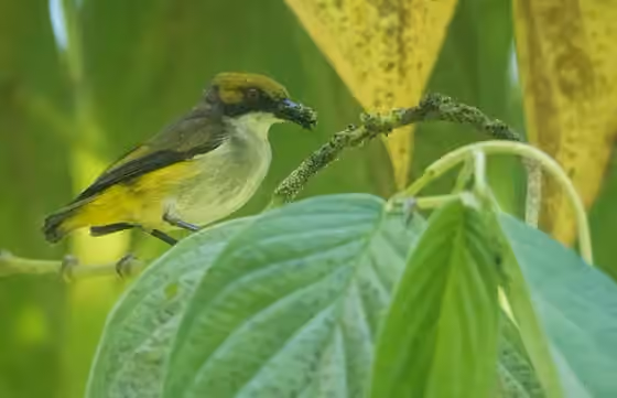Dokumentasi Dicaeum nigrilore