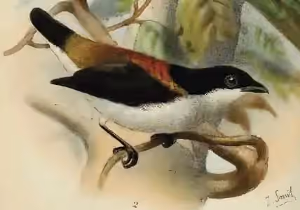 Ilustrasi Dicaeum quadricolor dalam potongan pelat yang masih memuat sebagian figur burung lain.