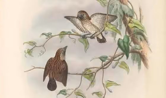 Pelat ilustrasi Dicaeum tristrami dengan beberapa figur burung