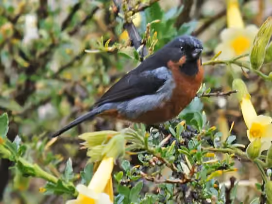 Dokumentasi Diglossa brunneiventris