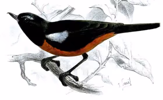 Ilustrasi Diglossa gloriosa