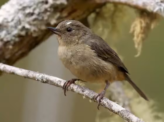 Dokumentasi Diglossa plumbea