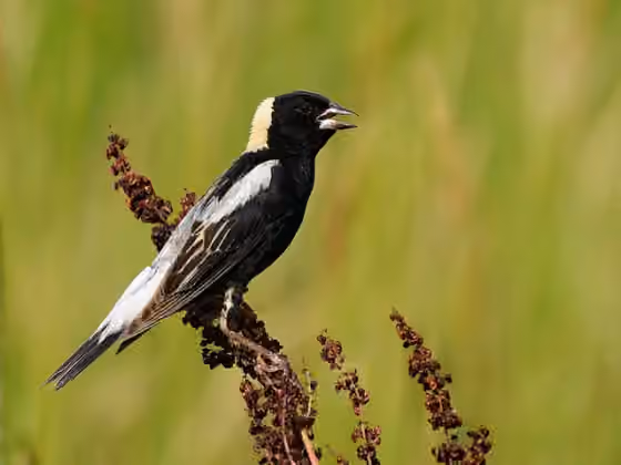 Dokumentasi Dolichonyx oryzivorus