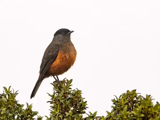 Dokumentasi Doliornis remseni