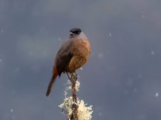 Dokumentasi Doliornis sclateri
