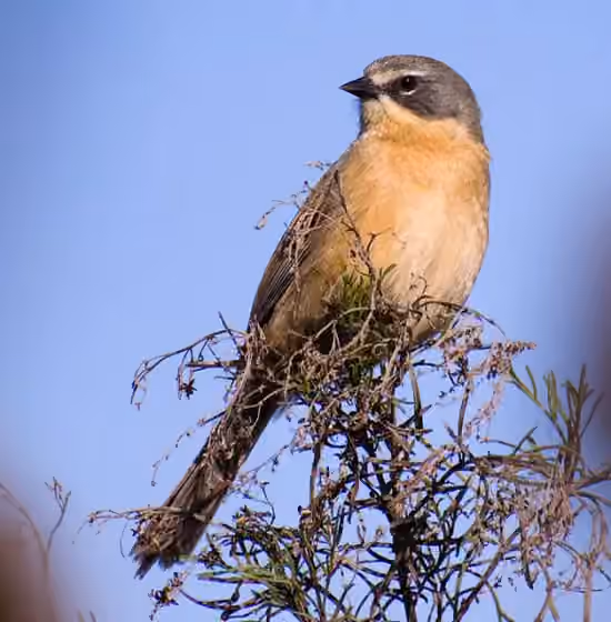 Dokumentasi Donacospiza albifrons