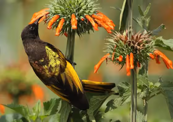 Dokumentasi Drepanorhynchus reichenowi