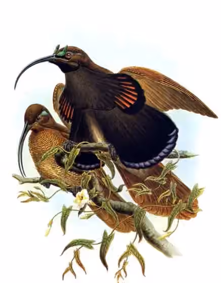 Pelat ilustrasi Drepanornis albertisi dengan beberapa figur burung