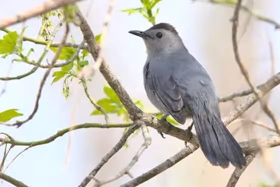 Dokumentasi Dumetella carolinensis