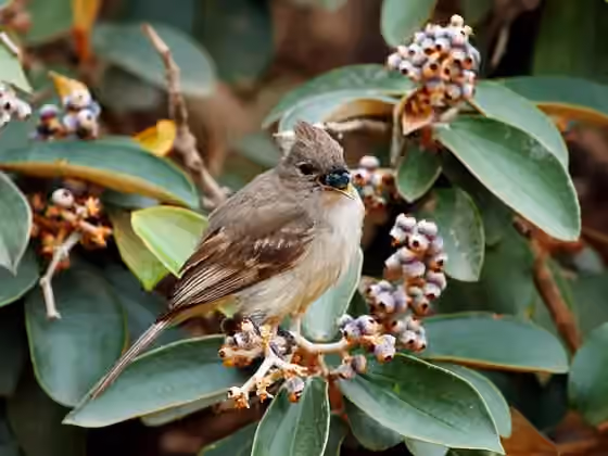 Dokumentasi Elaenia cristata