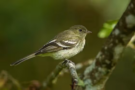Dokumentasi Elaenia frantzii