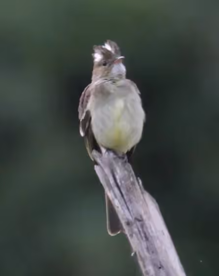 Dokumentasi Elaenia gigas